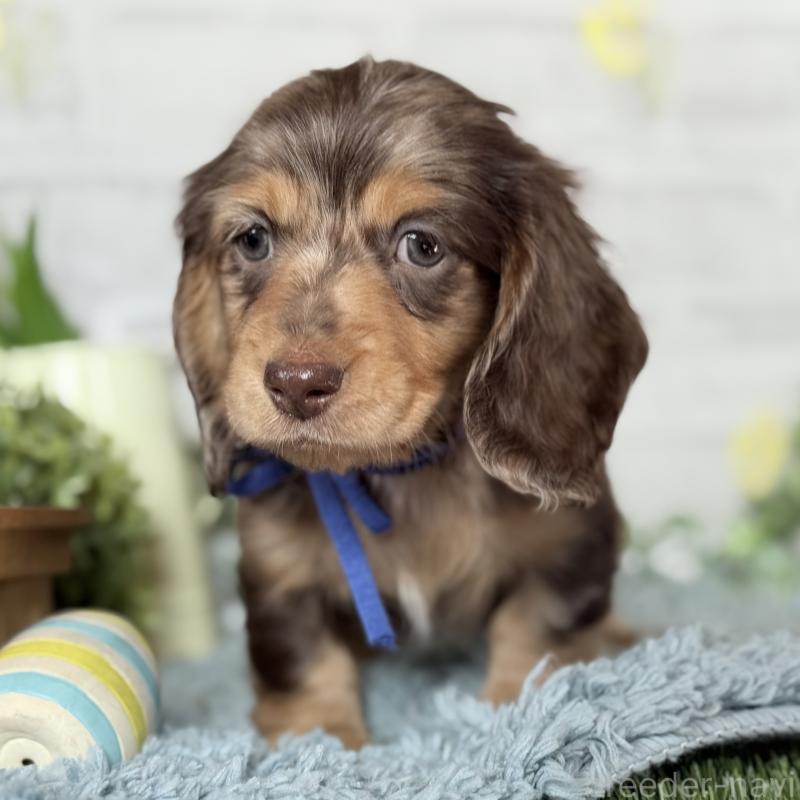 販売中の埼玉県のミニチュアダックスフンド(ロングヘアード)-440905の3枚目