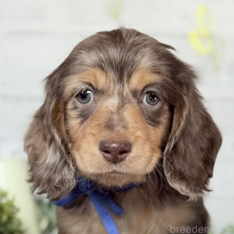 販売中の埼玉県のミニチュアダックスフンド(ロングヘアード)-440905の2枚目