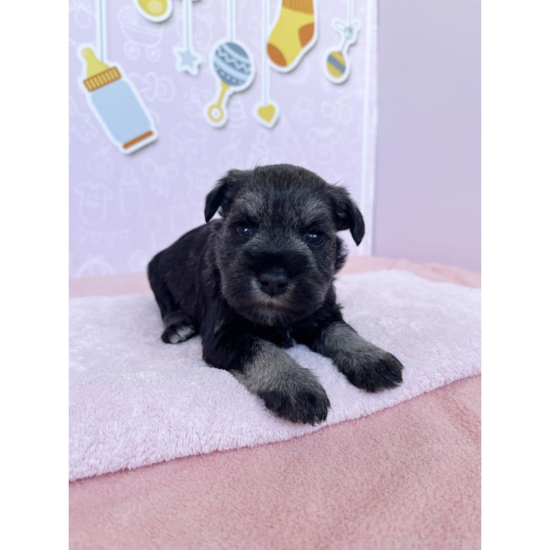 販売中の東京都のミニチュアシュナウザー-440921の6枚目