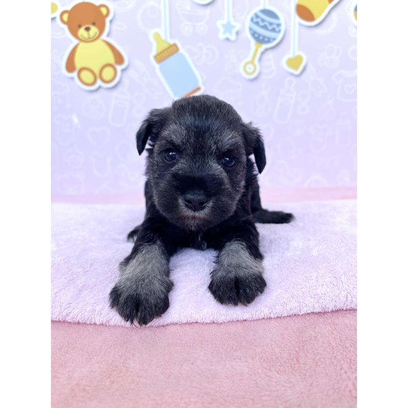 販売中の東京都のミニチュアシュナウザー-440921の5枚目