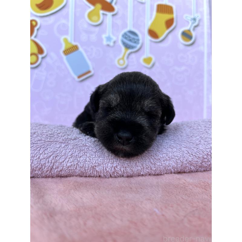 販売中の東京都のミニチュアシュナウザー-440921の4枚目