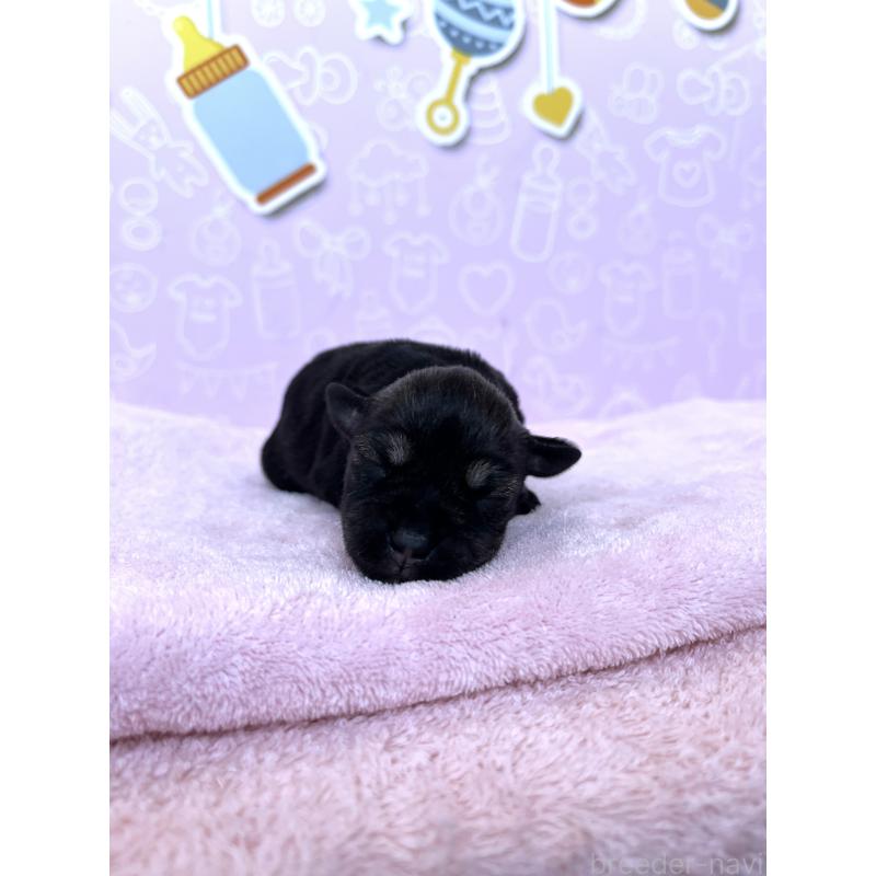 販売中の東京都のミニチュアシュナウザー-440921の3枚目