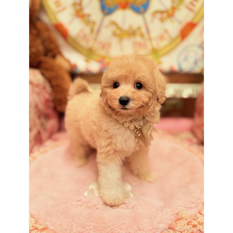 販売中の大阪府のタイニープードル-440907の14枚目
