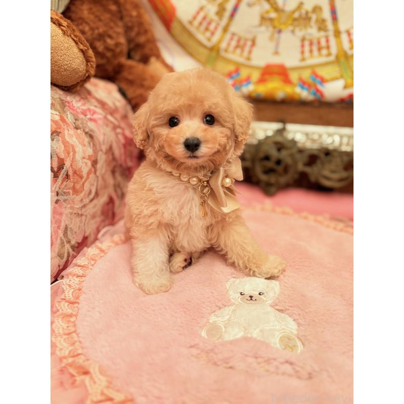 販売中の大阪府のタイニープードル-440907の13枚目