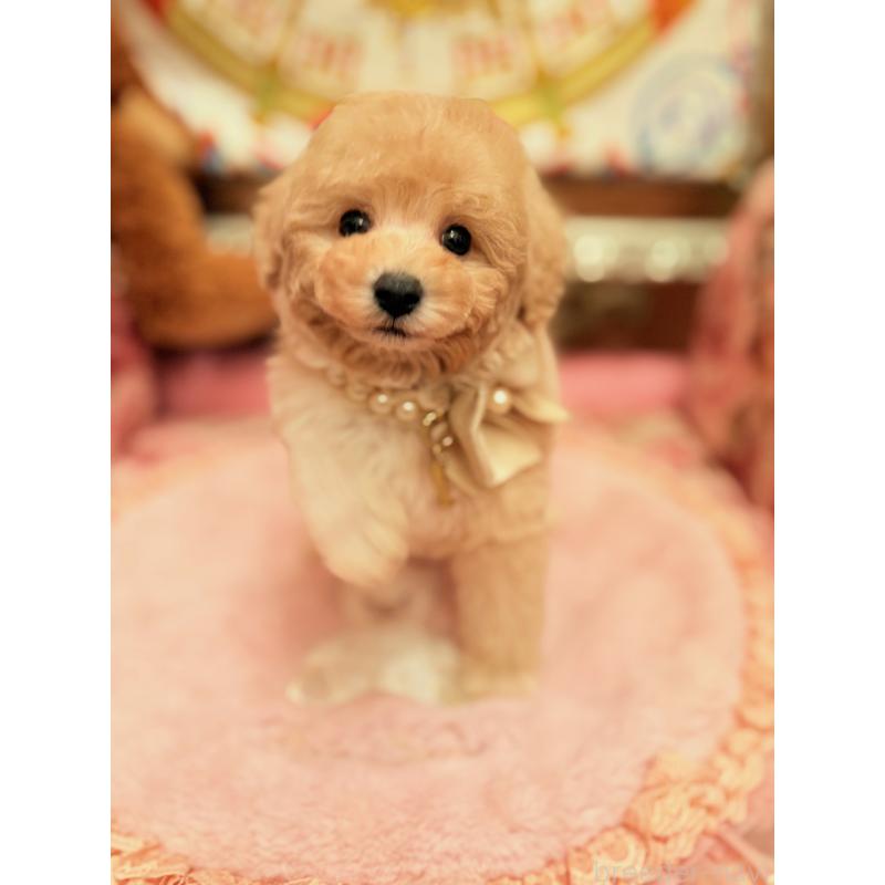 販売中の大阪府のタイニープードル-440907の12枚目