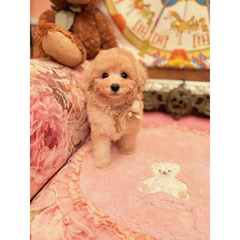 販売中の大阪府のタイニープードル-440907の10枚目