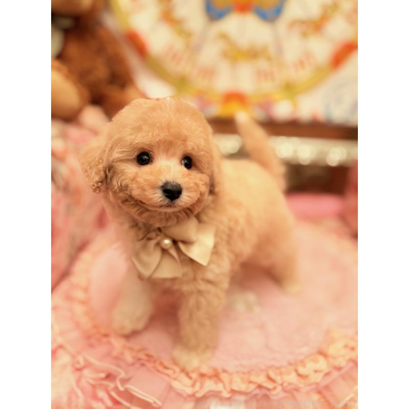 販売中の大阪府のタイニープードル-440907の9枚目