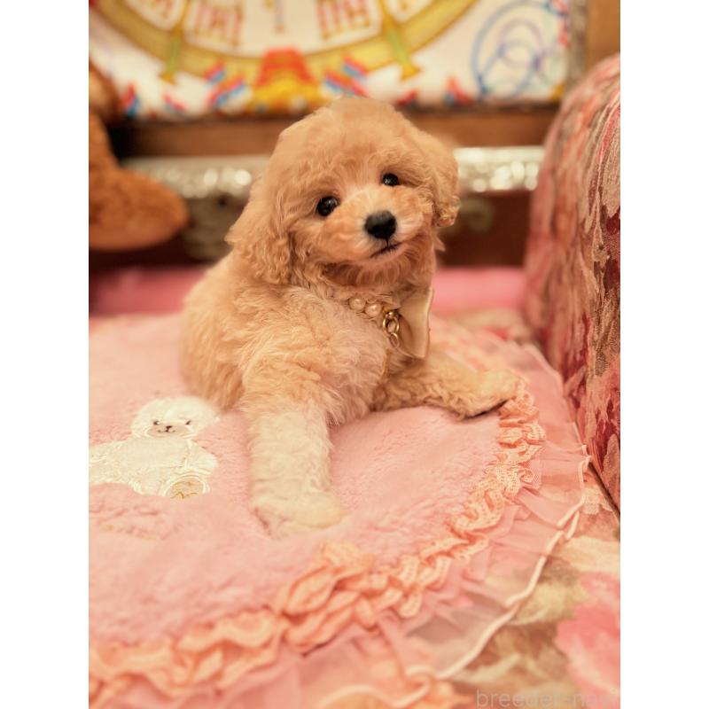 販売中の大阪府のタイニープードル-440907の7枚目