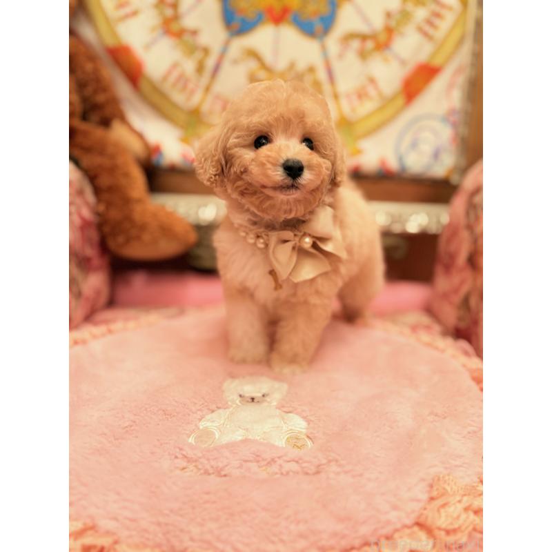 販売中の大阪府のタイニープードル-440907の6枚目