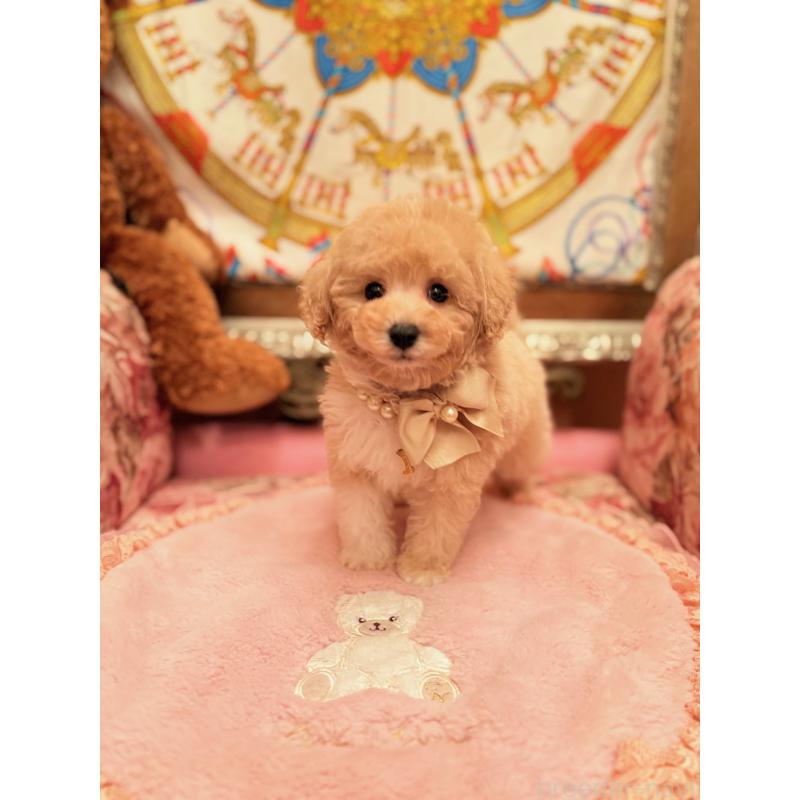 販売中の大阪府のタイニープードル-440907の5枚目