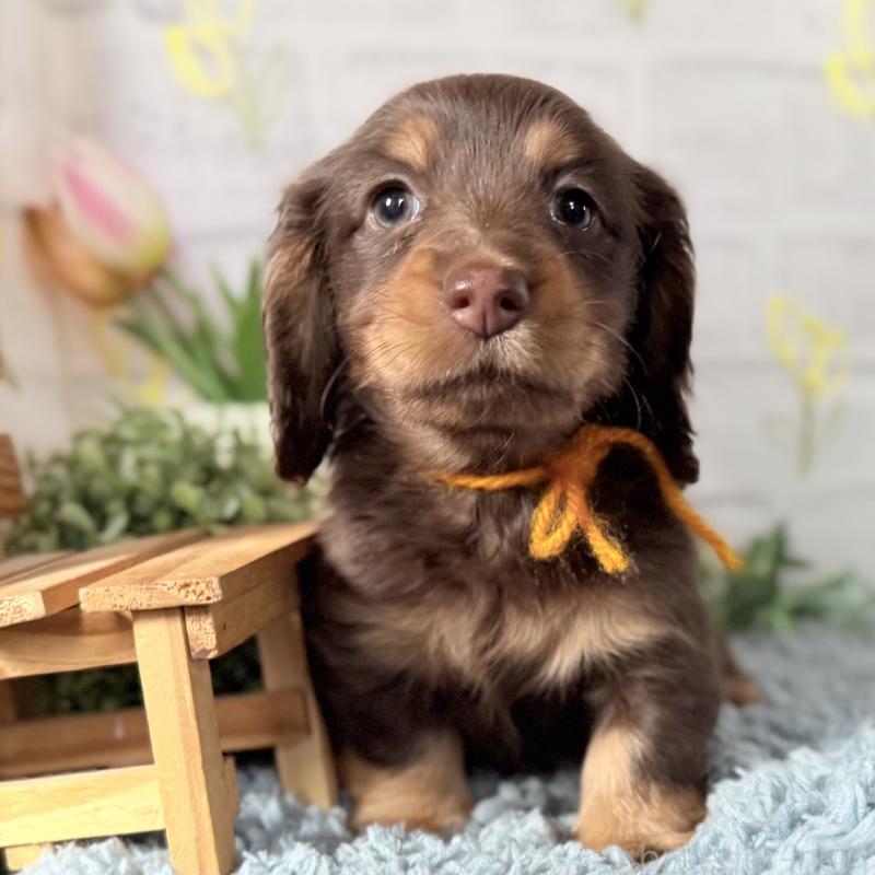 販売中の埼玉県のミニチュアダックスフンド(ロングヘアード)-440908の9枚目