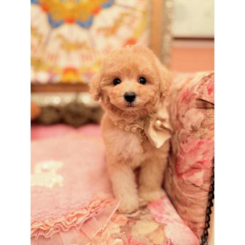 販売中の大阪府のタイニープードル-440907の4枚目