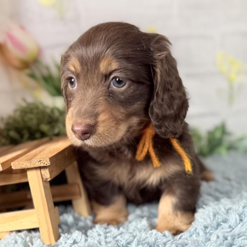 販売中の埼玉県のミニチュアダックスフンド(ロングヘアード)-440908の7枚目