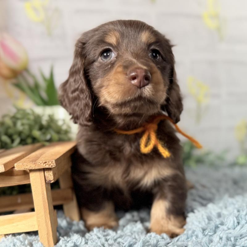 販売中の埼玉県のミニチュアダックスフンド(ロングヘアード)-440908の6枚目