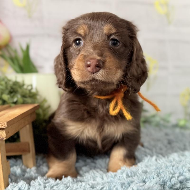 販売中の埼玉県のミニチュアダックスフンド(ロングヘアード)-440908の5枚目