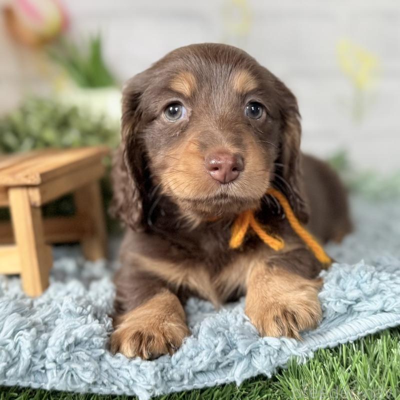 販売中の埼玉県のミニチュアダックスフンド(ロングヘアード)-440908の4枚目