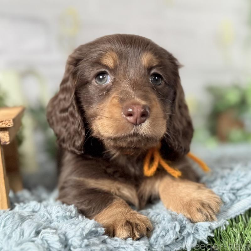 販売中の埼玉県のミニチュアダックスフンド(ロングヘアード)-440908の3枚目