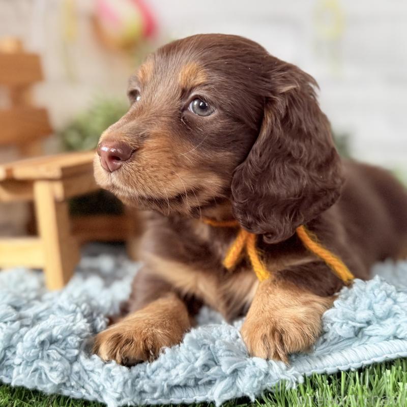 販売中の埼玉県のミニチュアダックスフンド(ロングヘアード)-440908の2枚目