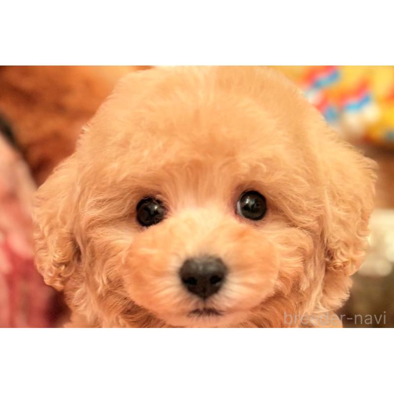 販売中の大阪府のタイニープードル-440907の1枚目
