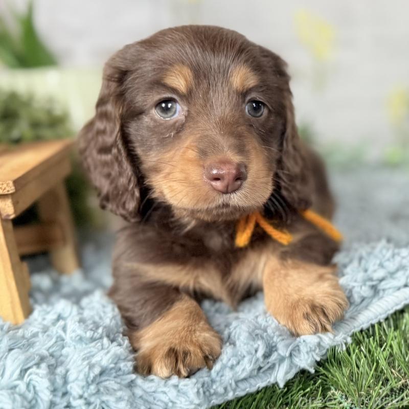 販売中の埼玉県のミニチュアダックスフンド(ロングヘアード)-440908