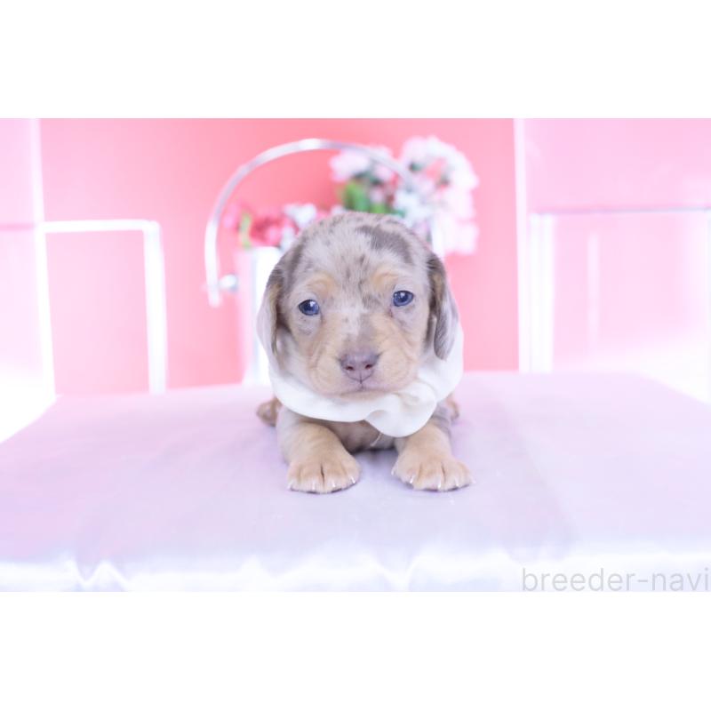 販売中の愛知県のカニンヘンダックスフンド(スムースヘアード)-440910の11枚目