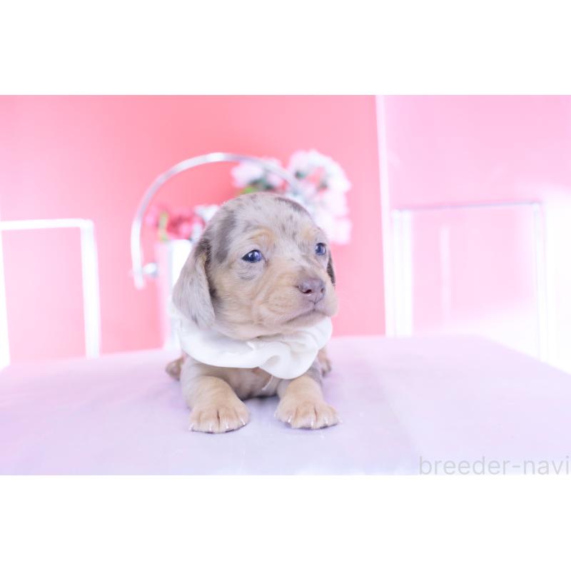 販売中の愛知県のカニンヘンダックスフンド(スムースヘアード)-440910の10枚目