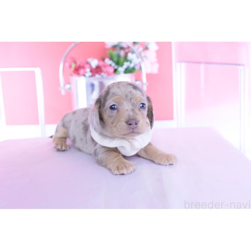 販売中の愛知県のカニンヘンダックスフンド(スムースヘアード)-440910の8枚目