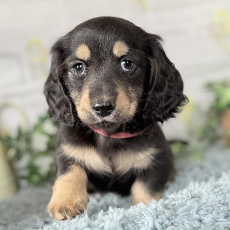 販売中の埼玉県のミニチュアダックスフンド(ロングヘアード)-440909