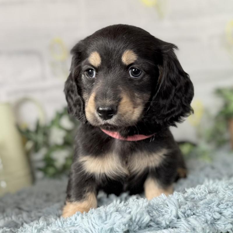 販売中の埼玉県のミニチュアダックスフンド(ロングヘアード)-440909の8枚目