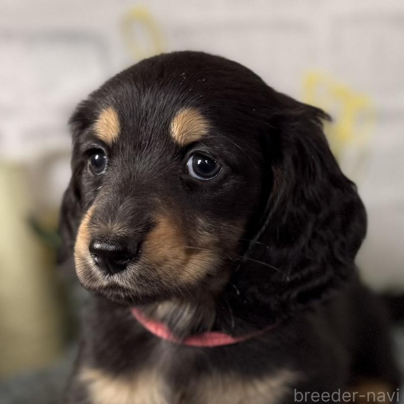 販売中の埼玉県のミニチュアダックスフンド(ロングヘアード)-440909の7枚目