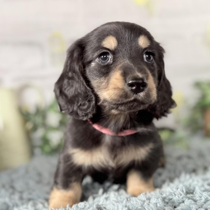 販売中の埼玉県のミニチュアダックスフンド(ロングヘアード)-440909の6枚目