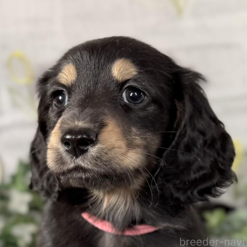 販売中の埼玉県のミニチュアダックスフンド(ロングヘアード)-440909の4枚目