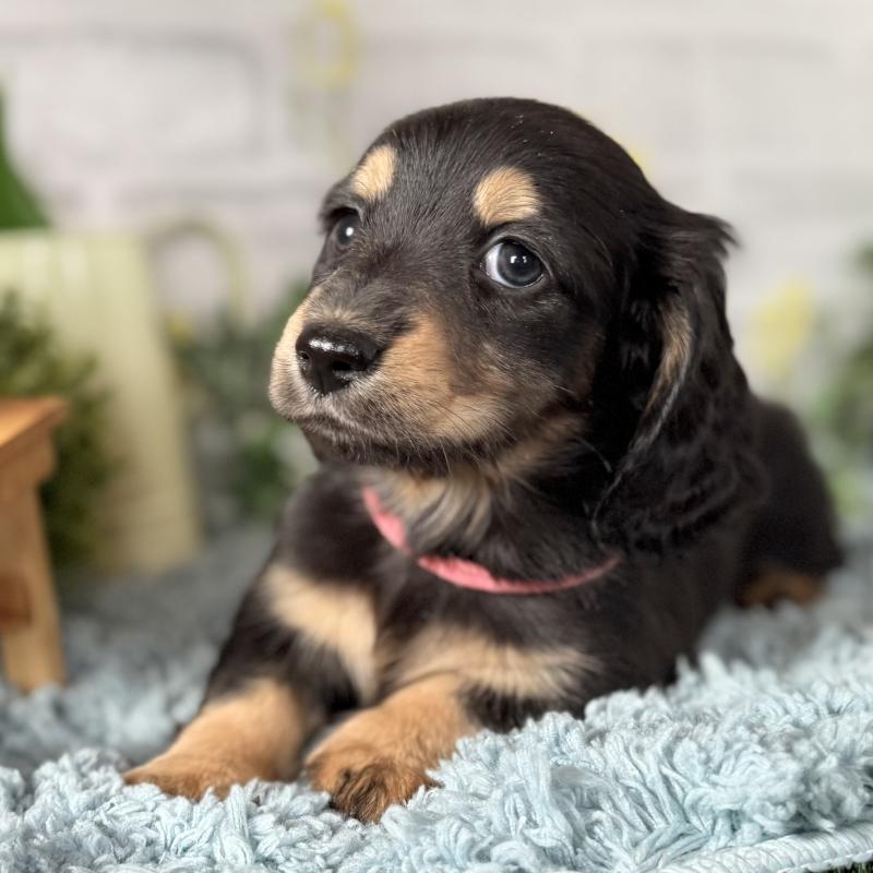 販売中の埼玉県のミニチュアダックスフンド(ロングヘアード)-440909の3枚目