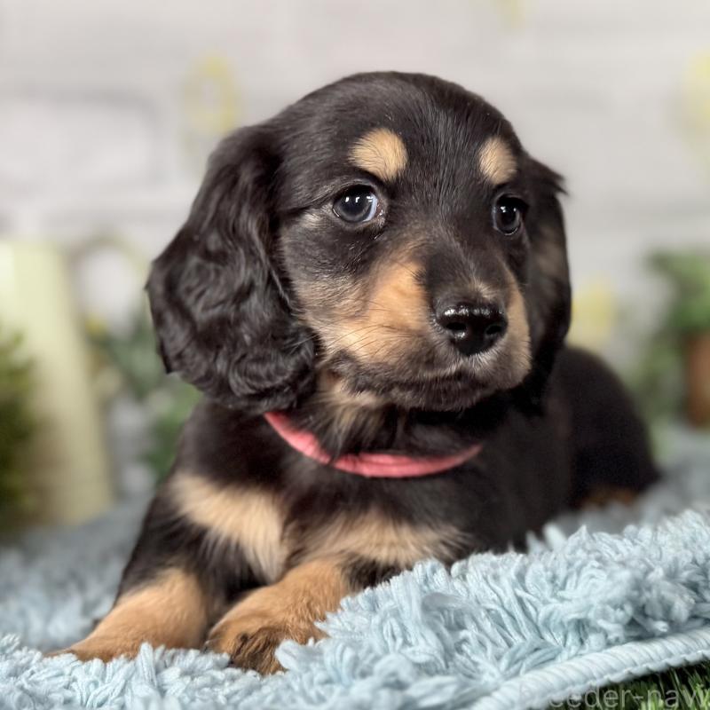 販売中の埼玉県のミニチュアダックスフンド(ロングヘアード)-440909の2枚目