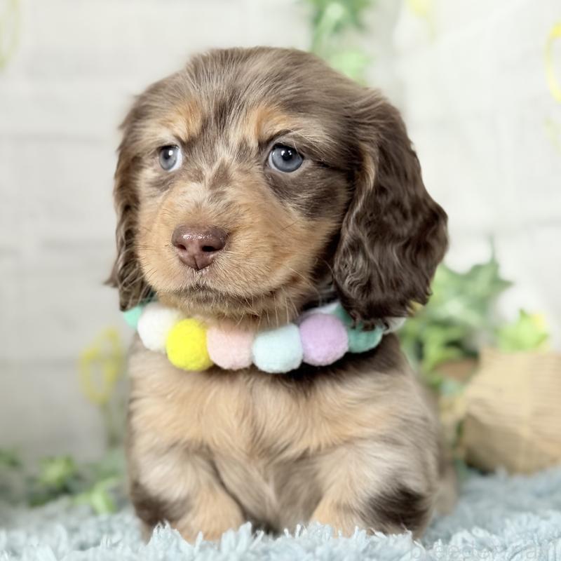 販売中の埼玉県のミニチュアダックスフンド(ロングヘアード)-440911