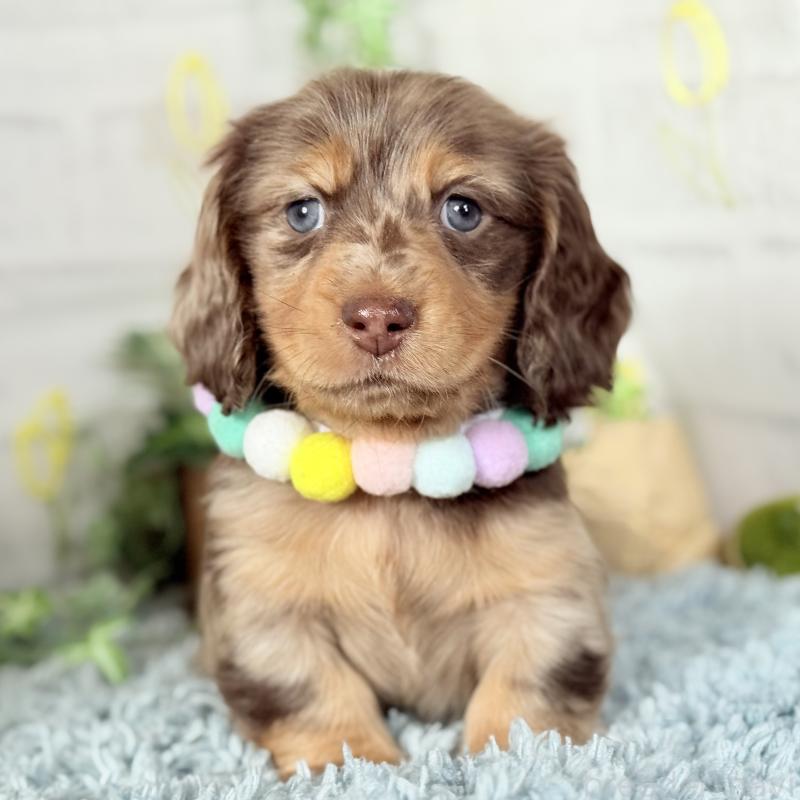 販売中の埼玉県のミニチュアダックスフンド(ロングヘアード)-440911の8枚目