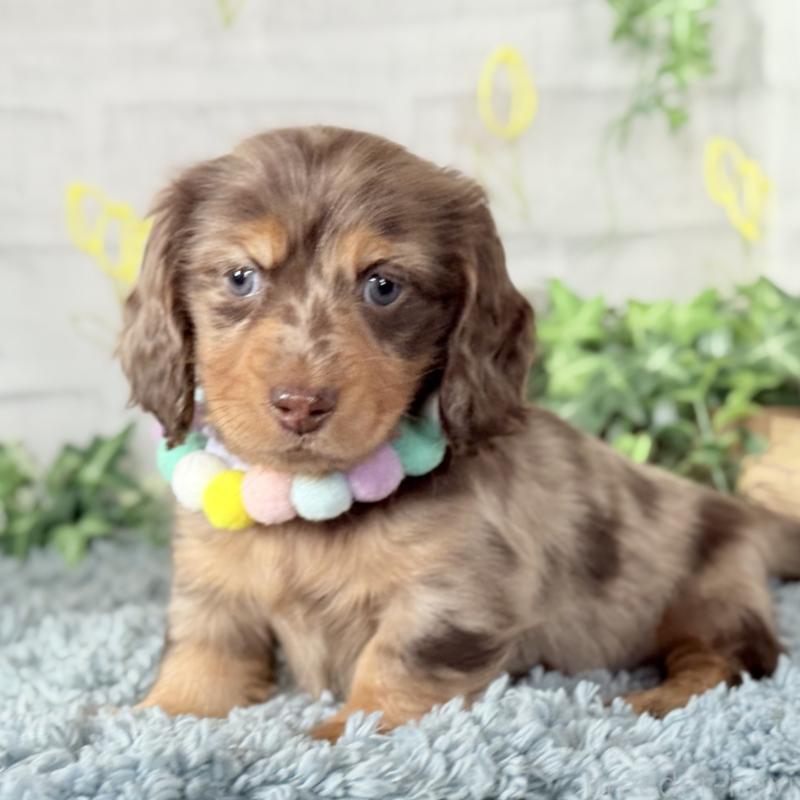 販売中の埼玉県のミニチュアダックスフンド(ロングヘアード)-440911の7枚目