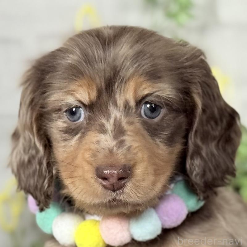 販売中の埼玉県のミニチュアダックスフンド(ロングヘアード)-440911の6枚目