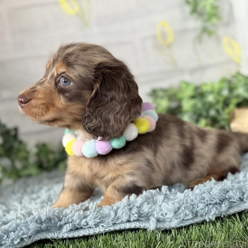 販売中の埼玉県のミニチュアダックスフンド(ロングヘアード)-440911の5枚目