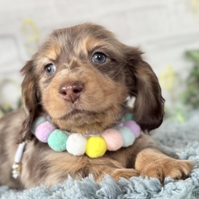 販売中の埼玉県のミニチュアダックスフンド(ロングヘアード)-440911の4枚目