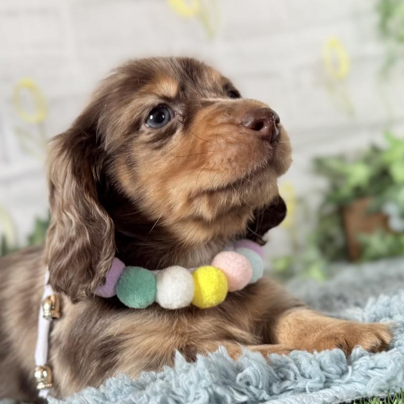 販売中の埼玉県のミニチュアダックスフンド(ロングヘアード)-440911の3枚目