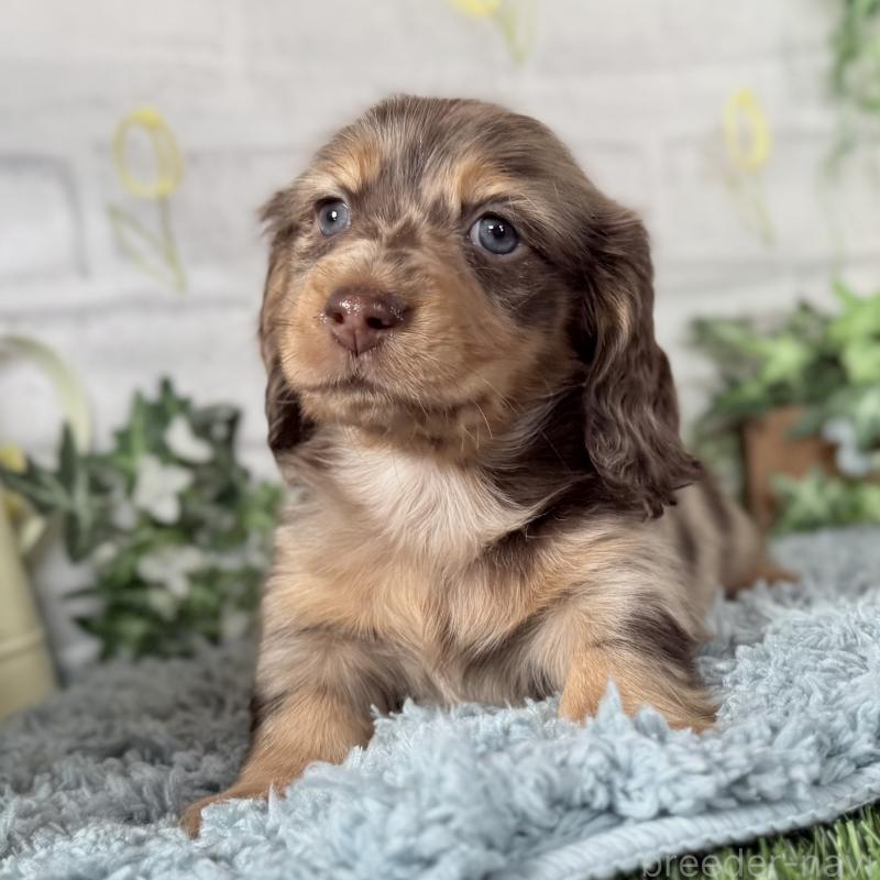 販売中の埼玉県のミニチュアダックスフンド(ロングヘアード)-440911の2枚目