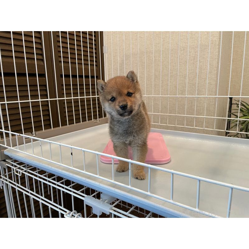 販売中の兵庫県の豆柴-440916の5枚目