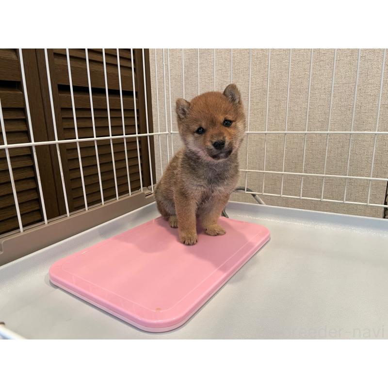 販売中の兵庫県の豆柴-440916の4枚目