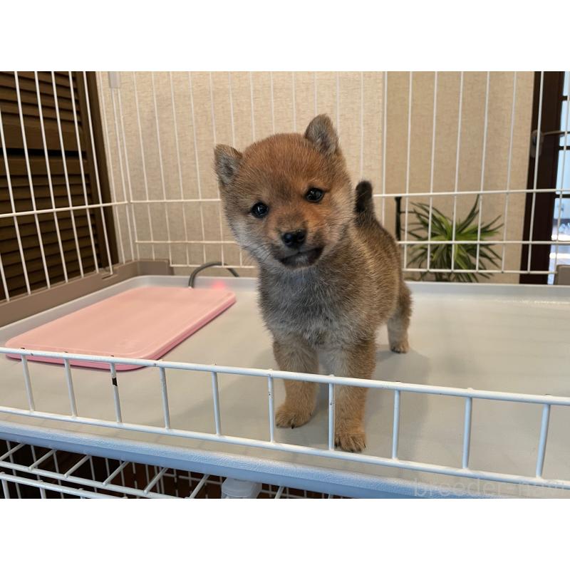 販売中の兵庫県の豆柴-440916の2枚目