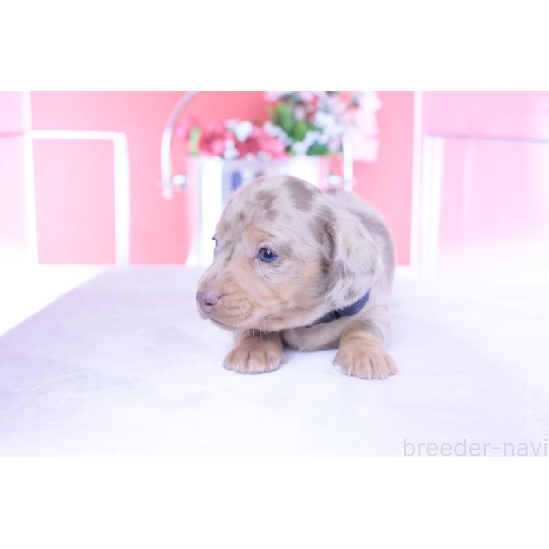 販売中の愛知県のカニンヘンダックスフンド(スムースヘアード)-440912の11枚目