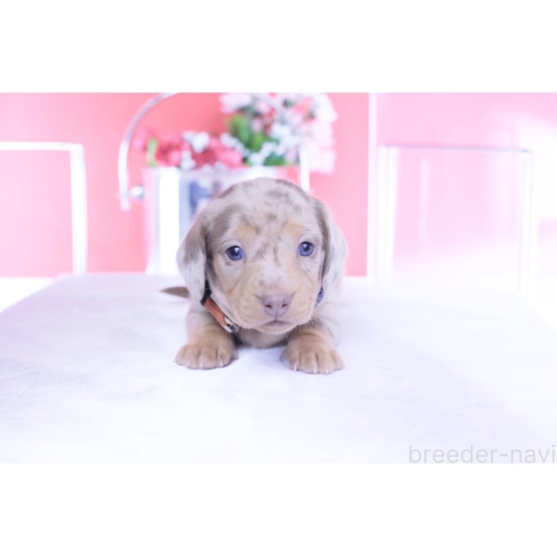 販売中の愛知県のカニンヘンダックスフンド(スムースヘアード)-440912の10枚目