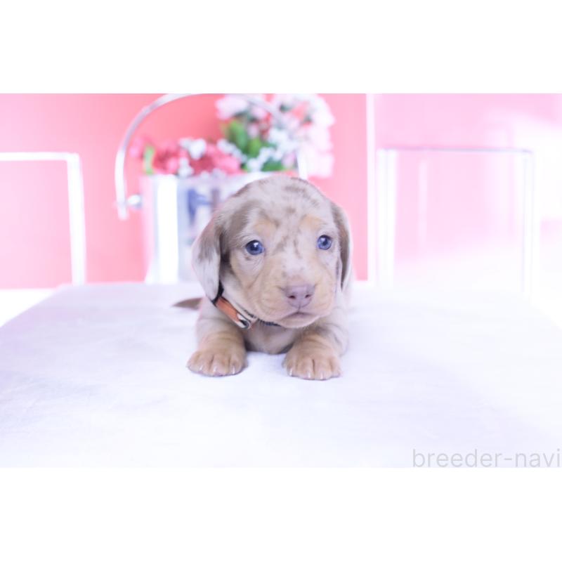 販売中の愛知県のカニンヘンダックスフンド(スムースヘアード)-440912の9枚目