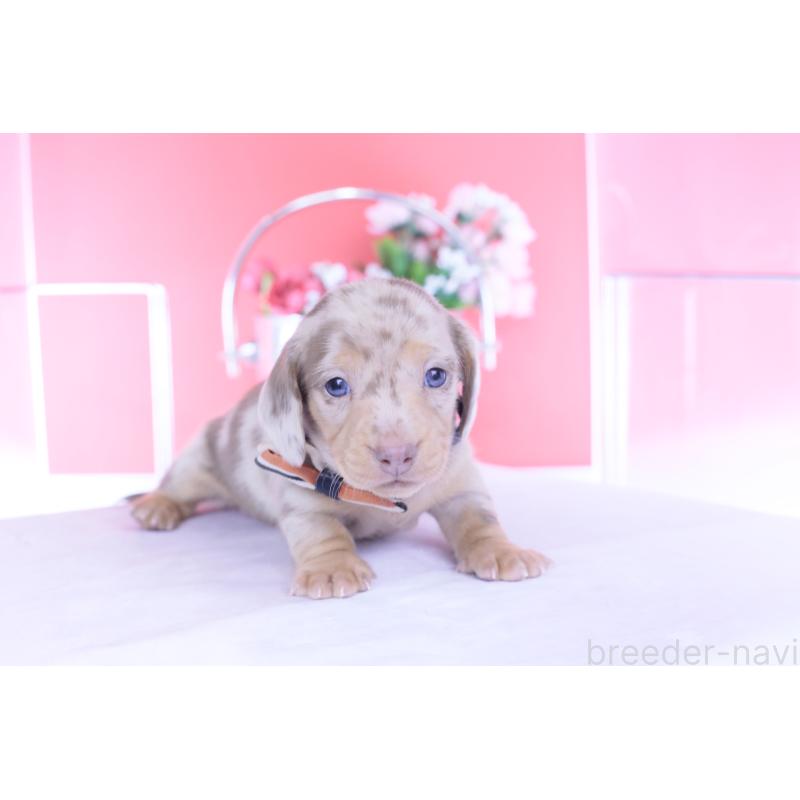 販売中の愛知県のカニンヘンダックスフンド(スムースヘアード)-440912の6枚目