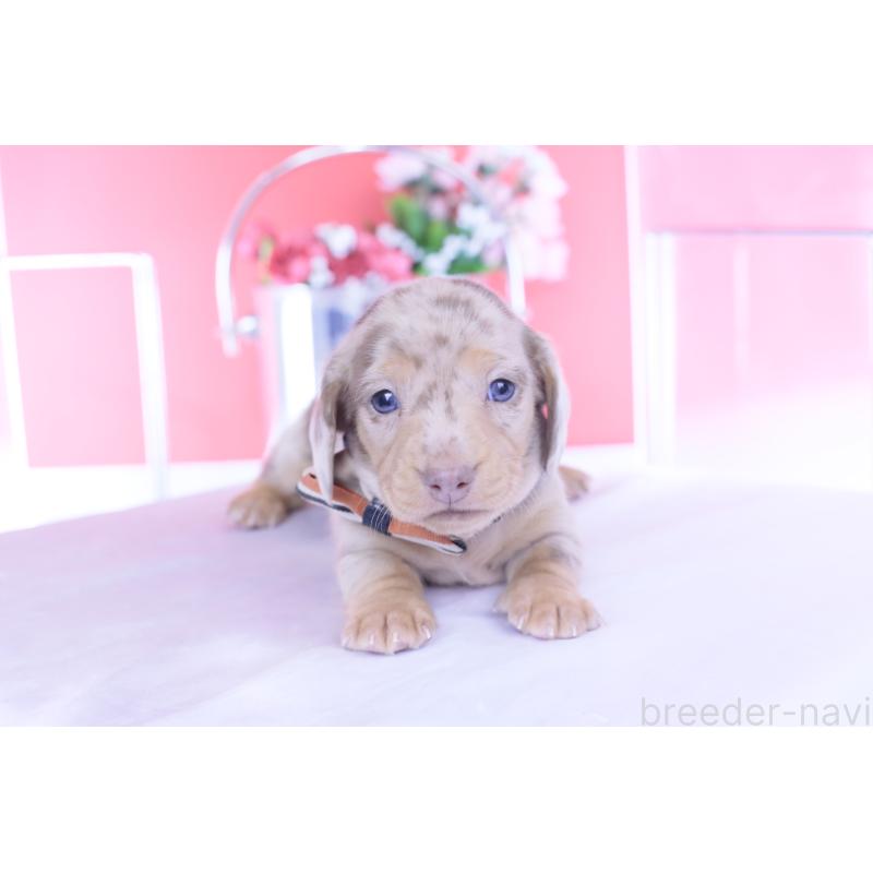 販売中の愛知県のカニンヘンダックスフンド(スムースヘアード)-440912の5枚目